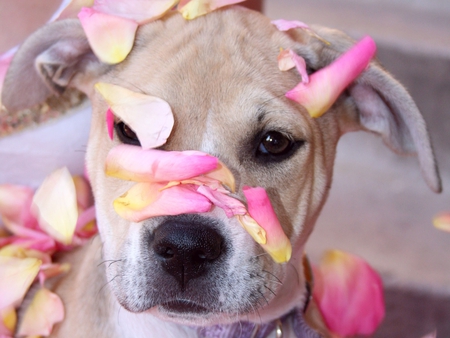 Innocent Dog - sweet, cute, flower, petals