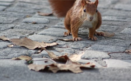 Collector - leaves, cute, squirrel, little