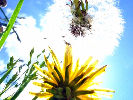 Generations In The Meadow - sunflower, nature, sky, pretty