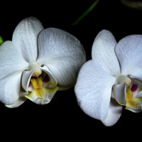 Orchids