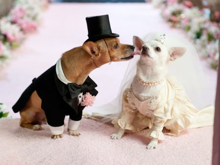 Dog wedding