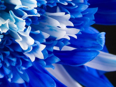 Petals - white, flower, petals, blue