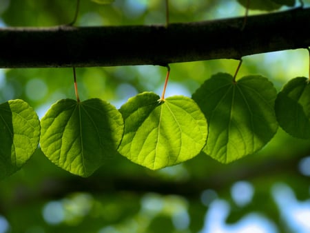 Green Hearts - heart, shape, beautiful, green, leaf