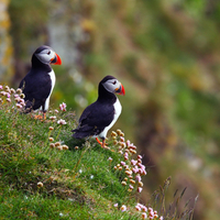 Iceland Puffin Birds