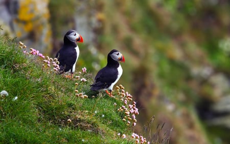 Iceland Puffin Birds - puffin, birds, two, cute, grass, iceland