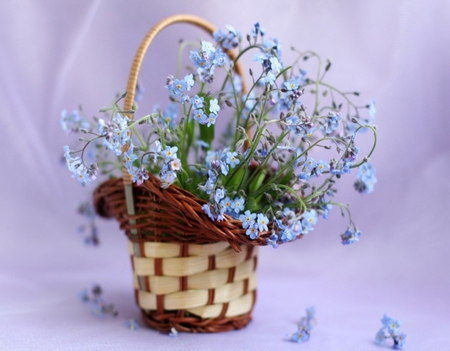 A little tenderness - beauty, softness, soft, petals, blue, tenderness, flowers, basket