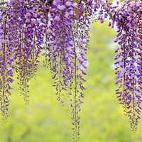 Purple curtain