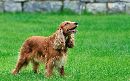 Looking For Someone - ear, brown, cute, dog, long