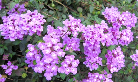 Lantana camara - flowers, purple, shrub, year-round flowering