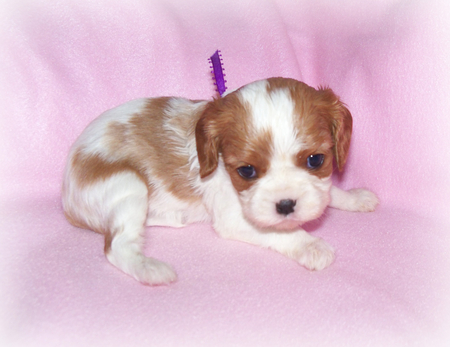 Lady Heart♥ - sweetness, precious soul, tiny, dogs, blue eyes, delicate, forever, beautiful, small, puppies, lovely, love, life, sweetheart, lady, little, animals