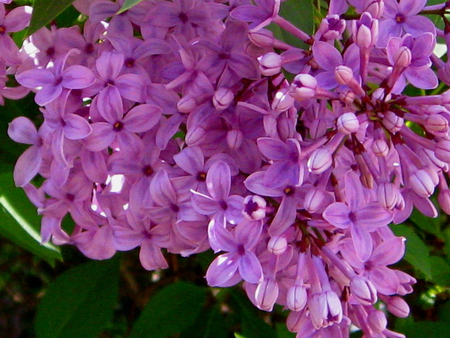 LOVELY LILACS - flowers, pink, pretty, lilacs