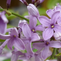 LILACS