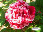 VARIEGATED ROSE