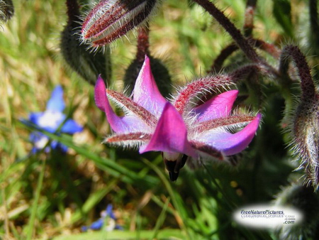 WILD FLOWER - flowers, wild, pink, blue