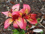 TIGER LILIES