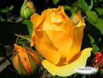 YELLOW ROSE