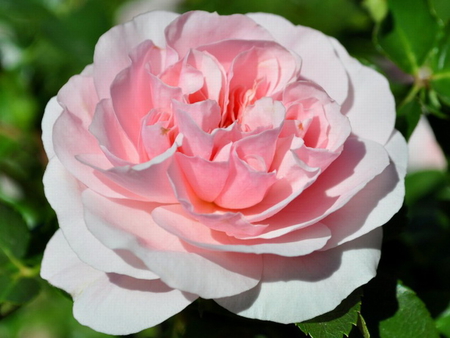 PRETTY PINK ROSE - rose, flower, pink, prett