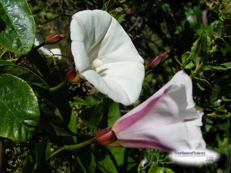 WHITE TRUMPET FLOWERS - white, flowers, plants, trumpets