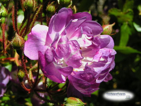 PURPLE ROSE - pretty, rose, flower, purple