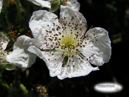 BLACKBERRY FLOWER - blackberry, white, plant, wild