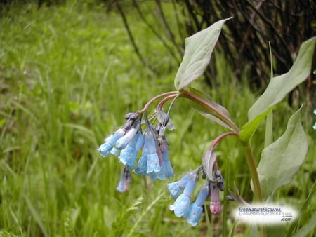 BLUE WILD FLOWERS - flowers, pretty, bells, blue