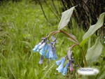 BLUE WILD FLOWERS