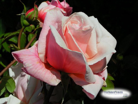 PINK ROSE - flower, pink, rose, pretty