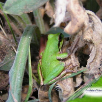 LITTLE GREEN FROG