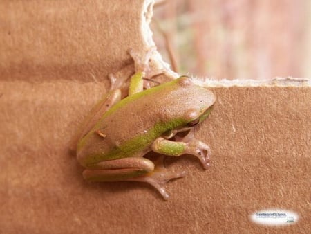 TREE FROG - frog, tree, little, cute