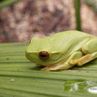 LITTLE GREEN TREE FROG