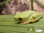 LITTLE GREEN TREE FROG