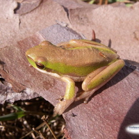 LITTLE TREE FROG