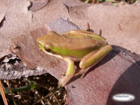 LITTLE TREE FROG - frog, tree, little, cute