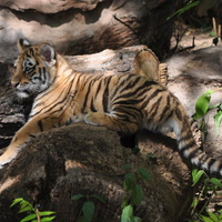 SITTING TIGER