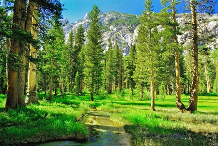 Wilderness - forest, path, sun, shadow, blue, sky, light, trees, nature, mountain