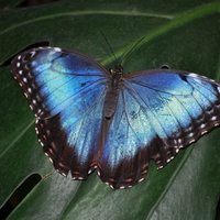 BLUE MORPHO BUTTERFLY