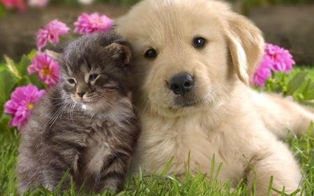 best freinds - best, dog, flower, freinds, cat