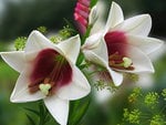 Lily Galore.