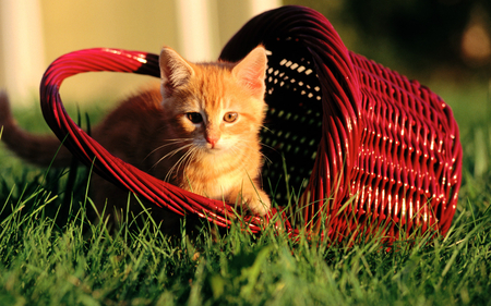 ginger kitten - nice, sunshine, animals, meadow, basket, wonderful, ginger, amazing, pretty, grass, garden, cute, skyphoenixx1, cat, adorable, stunning, outstanding, kitten, ginger kitten, cats, red, beautiful, animal, sweet, awesome, fantastic