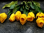 yellow tulips