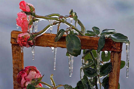 frozen beauty - flowers, ice, frozen, winter, nature, cold, rose