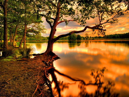 By the lake - sky, lake, trees, sundown, sun, water, sunset, nature, reflection, clouds