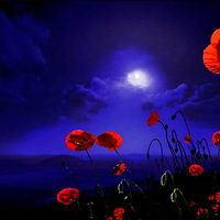 Poppy field at night