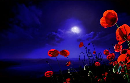 Poppy field at night - clouds, moon, poppy, blue, beautiful, night, lovely, nature, red, bright, field, nice, sky