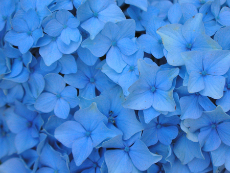 Blue flowers - nature, cute, blue, flower