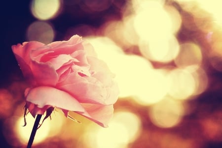 Pink rose - bokeh, yellow, brown, rose, flower, pink