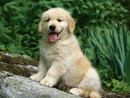 Cute Puppy - cute, puppy, picture, cool