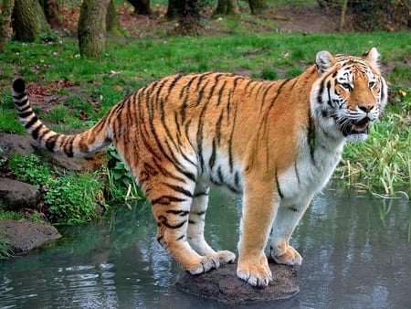 Tiger on Rock - on rock, picture, tiger, beautiful