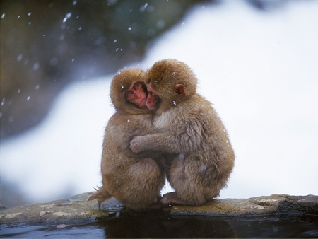 Monkeys in Winter - in winter, picture, monkeys, cool