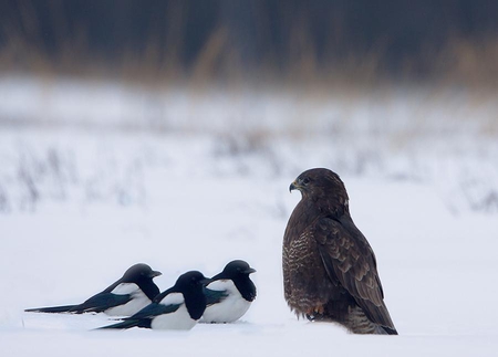 Listen! - nature, snow, animals, winter, funny, birds